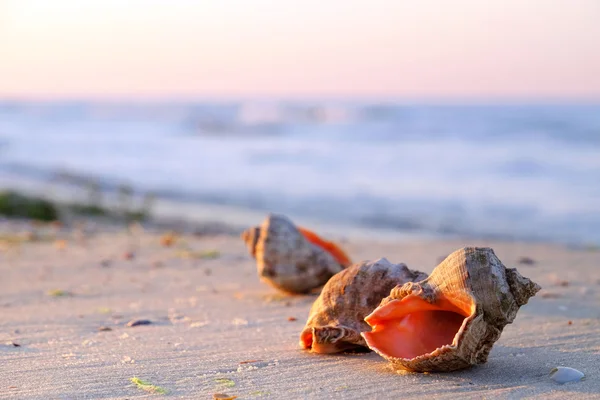 Belas conchas na praia — Fotografia de Stock