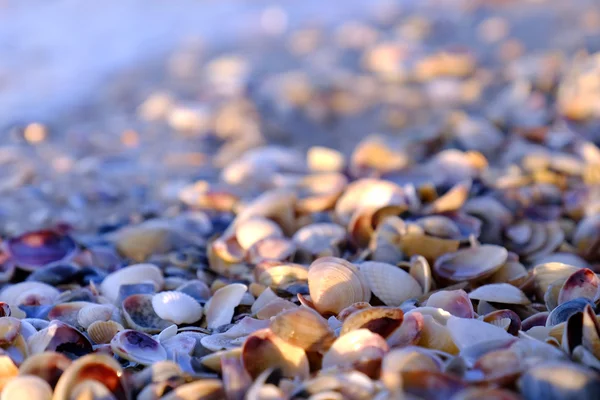 Kis tengeri kagylókból beach — Stock Fotó