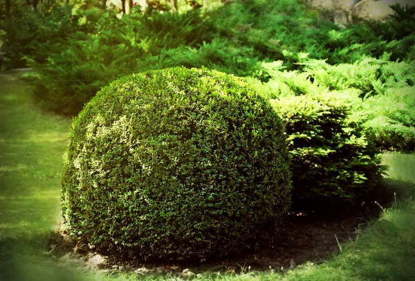 Rund buske i parken — Stockfoto