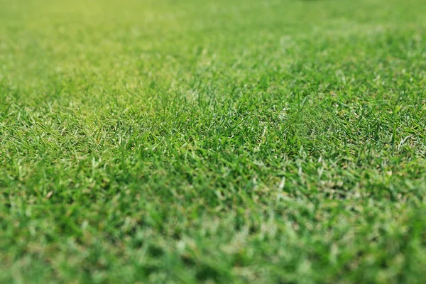 Buntes grünes Gras — Stockfoto