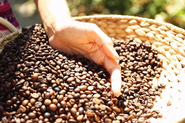 Cesta con grano de café — Foto de Stock