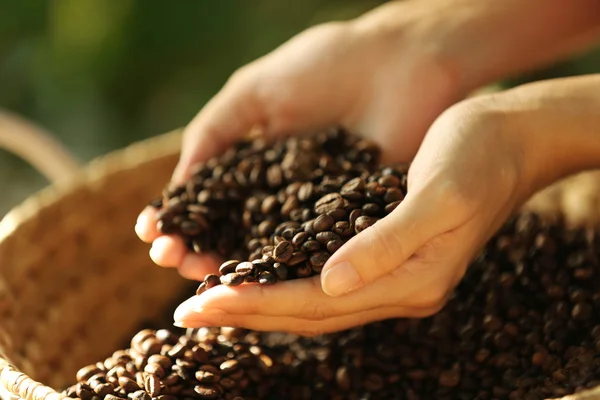 Granos de café cayendo de las manos — Foto de Stock