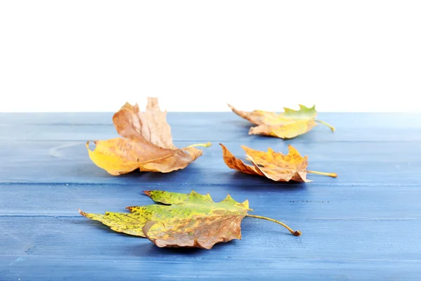 Herbstliche Ahornblätter — Stockfoto