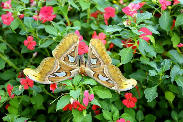 Doğa üzerinde renkli kelebek — Stok fotoğraf