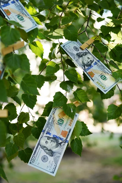 Εκατό δολάρια λογαριασμούς στο δέντρο, — Φωτογραφία Αρχείου