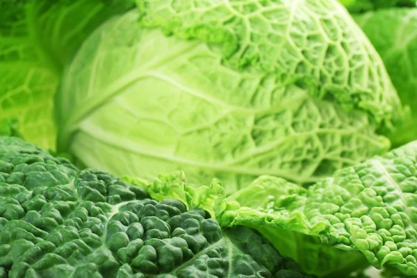 Savoy cabbage background, macro — Stock Photo, Image