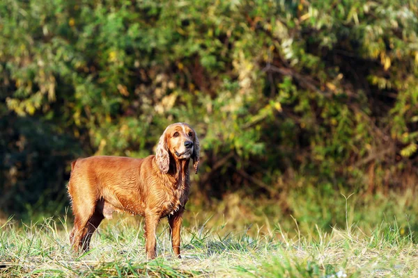 Spaniel dog in the park — Stock Photo, Image