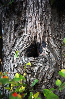 orman içi boş ağaç