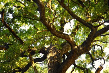 Büyük yeşil ormanda