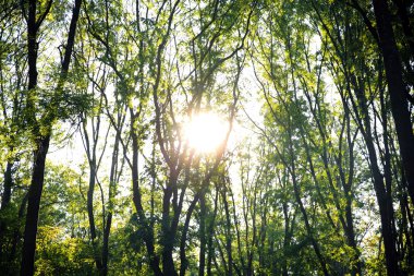 Ağaçların dalları ile güneş ışığı