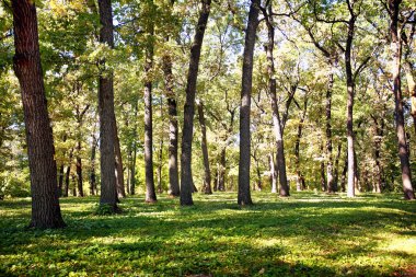 Çok derin orman ağaçlarında