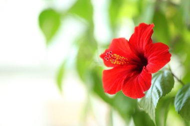 güzel hibiscus çiçek