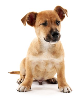 komik köpek yavrusu üzerinde beyaz izole