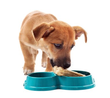 Beyaz izole kase gelen yeme komik köpek yavrusu