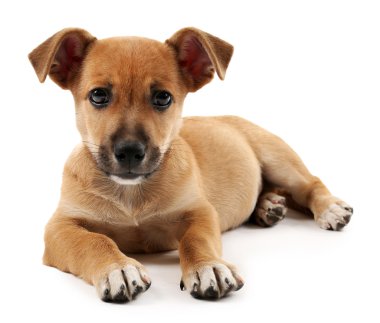 Yavru köpek beyazda izole edilmiş.