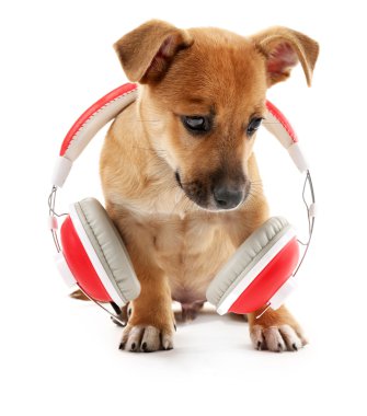 Kulaklık ile oynayan köpek