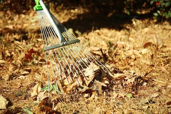 Fallen leaves and rake — Stock Photo, Image