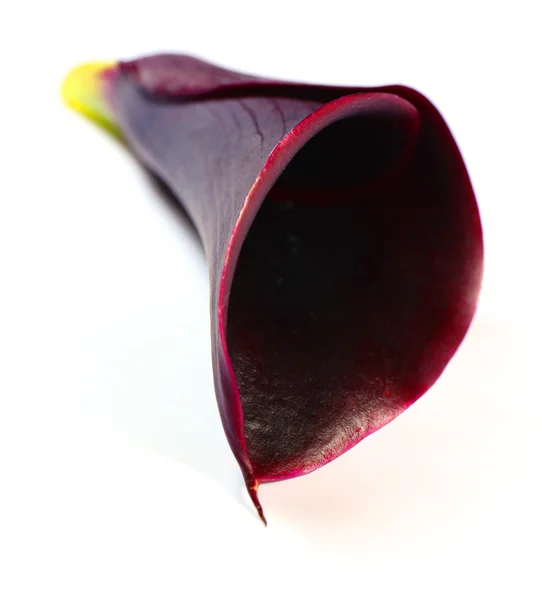 Black Calla Lilly — Fotografie, imagine de stoc