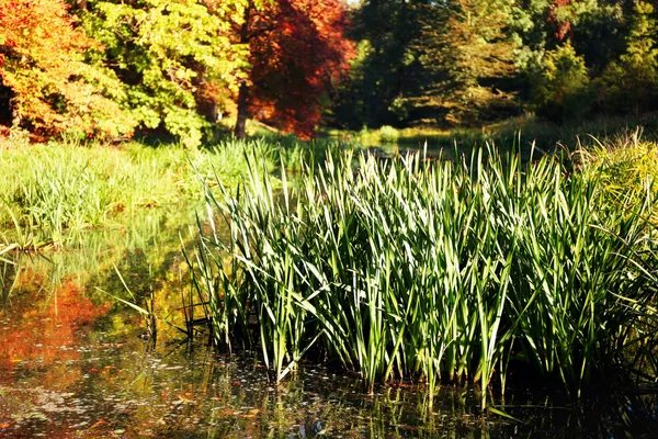Lagoa entre plantas no parque — Fotografia de Stock