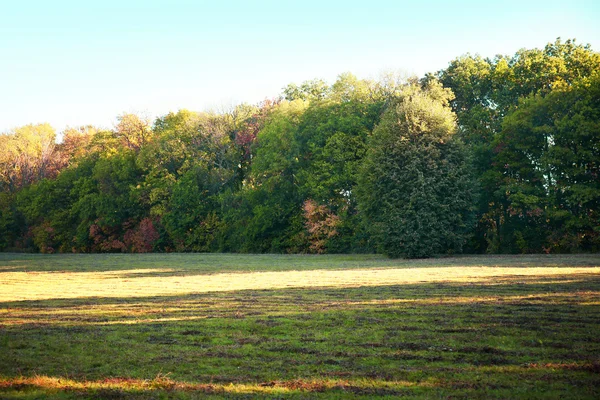 Árboles verdes en el bosque — Foto de Stock