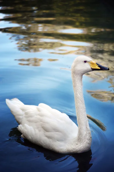 Hermoso cisne blanco — Foto de Stock