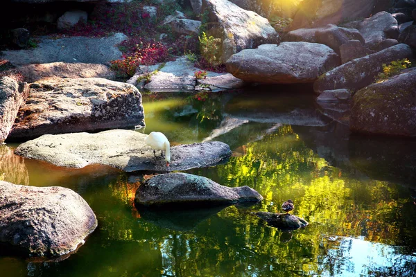 Einzelner weißer Schwan in der Nähe des Wassers — Stockfoto