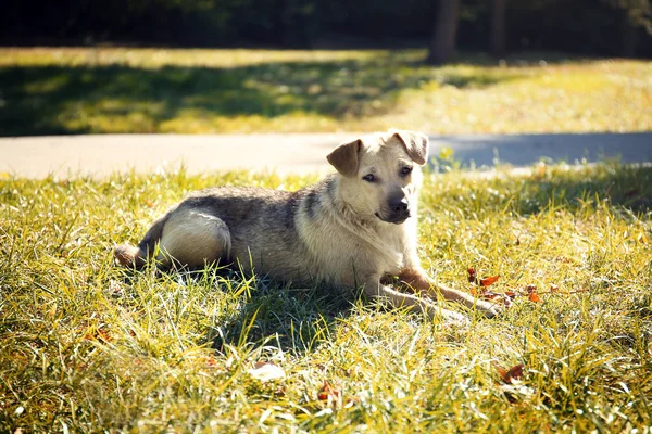 Cão bonito na grama verde — Fotografia de Stock