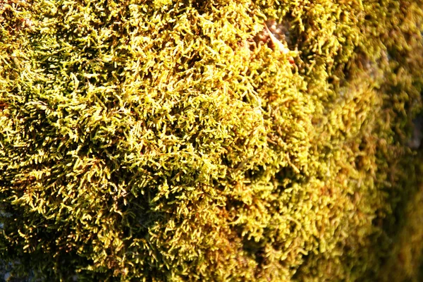 Moss pe o stâncă într-un parc — Fotografie, imagine de stoc