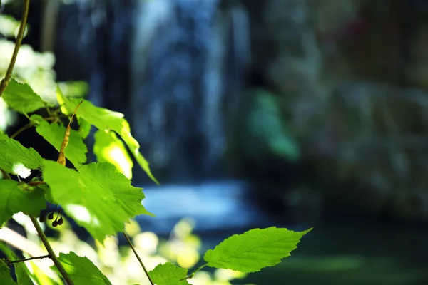 Green leaves on a background of a waterfall — Stock Photo, Image