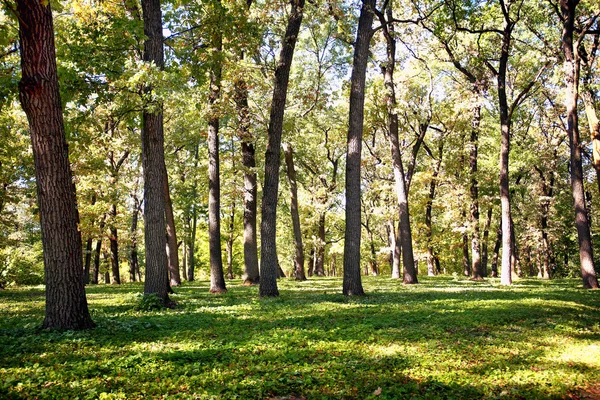 Muchos árboles en el bosque profundo —  Fotos de Stock