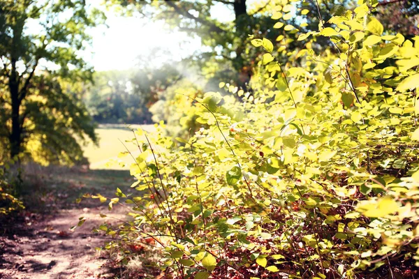 Grande cespuglio verde nella foresta — Foto Stock