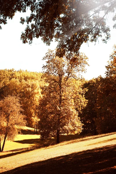 Büyük yeşil ormanda — Stok fotoğraf