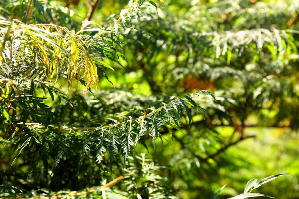 Albero verde nella foresta — Foto Stock