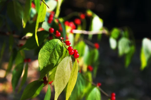 Pequeñas bayas rojas silvestres en el bosque — Foto de Stock