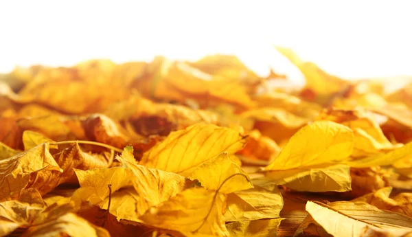 Feuilles d'automne jaunes sur table en bois, isolées sur blanc — Photo