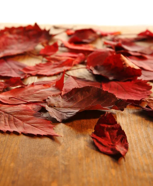 Feuilles d'automne rouges sur table en bois, isolées sur blanc — Photo