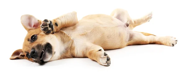 Puppy geïsoleerd op wit — Stockfoto