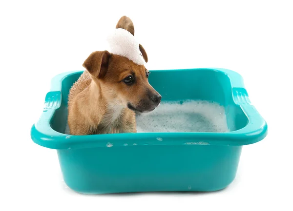 Cachorro en baño aislado en blanco — Foto de Stock
