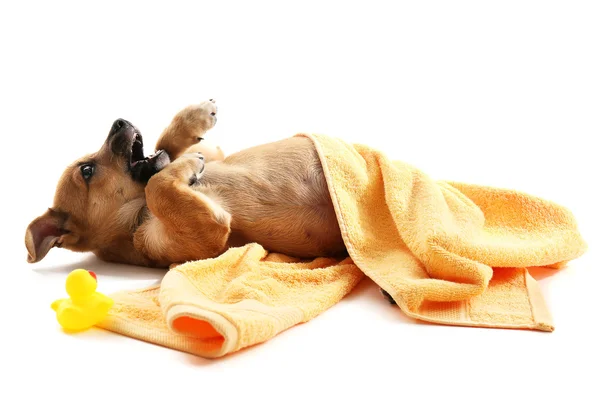 Filhote de cachorro em toalha mordendo brinquedo pato isolado no branco — Fotografia de Stock