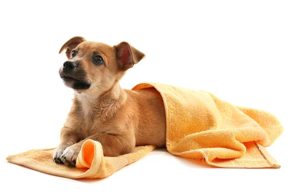 Puppy with towel isolated on white — Stock Photo, Image