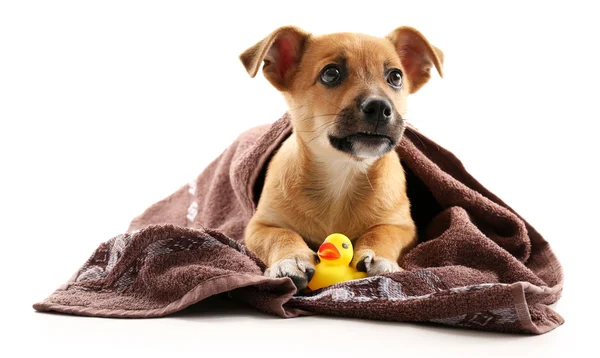 Filhote de cachorro com toalha e pato de brinquedo isolado em branco — Fotografia de Stock