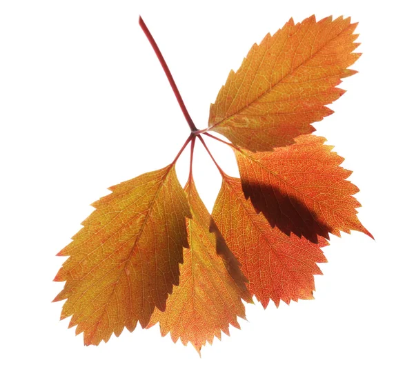 Hermosas hojas de otoño aisladas en blanco — Foto de Stock