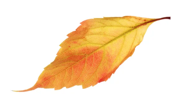 Hoja amarilla de otoño aislada en blanco — Foto de Stock