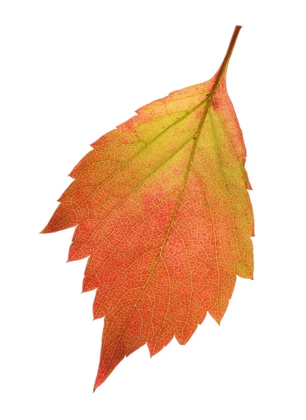 Outono folha vermelha e amarela isolada em branco — Fotografia de Stock