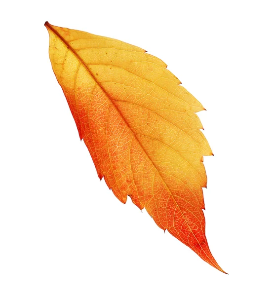 Autumn yellow leaf isolated on white — Stock Photo, Image