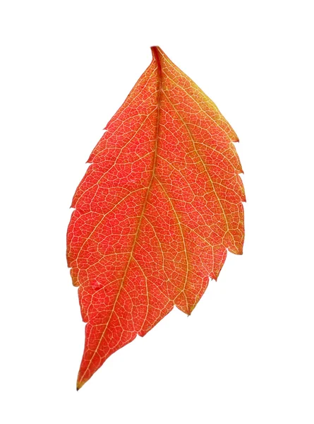 Herbst rosa Blatt isoliert auf weiß — Stockfoto