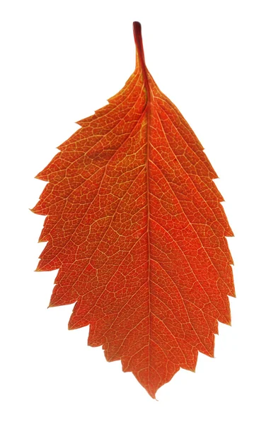 Hoja marrón otoño aislada en blanco — Foto de Stock