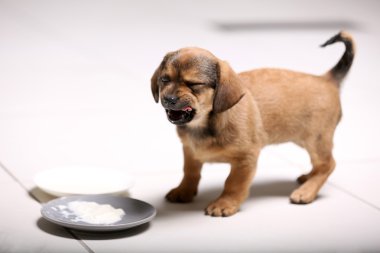 Katta evde yemek şirin köpek yavrusu