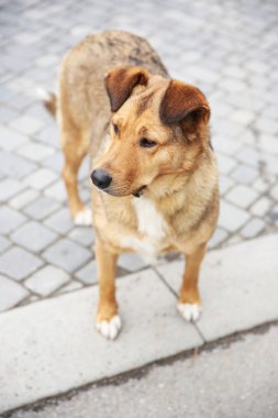 İnsan köpeklere bile açık havada