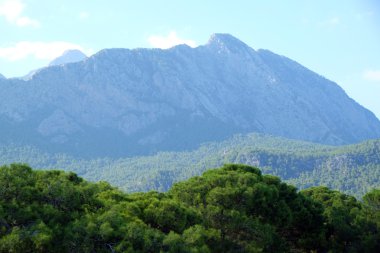 dağ zemin üzerine yeşil ağaçlar